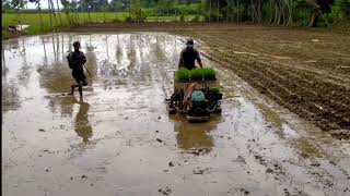 ট্রেতে চারা উৎপাদন ও রাইস ট্রান্সপ্লটার এর মাধ্যমে চার রোপন