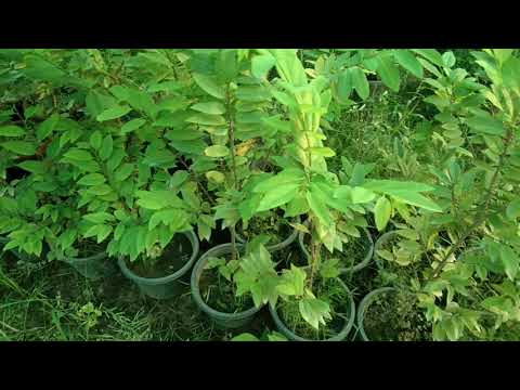 Shareefa plant available at Poday Online