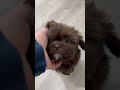Shih Tzu dogs for sale: Layla - Video 1