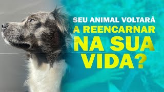 Reincarnation of animals