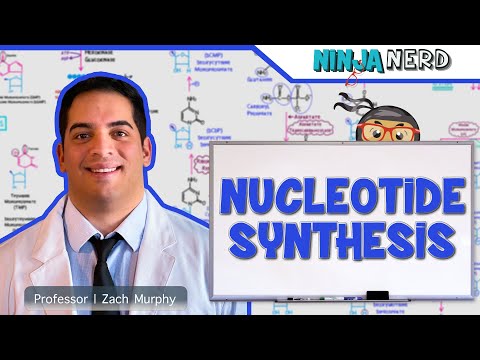 Metabolism | Nucleotide Synthesis | Purine and Pyrimidine Synthesis