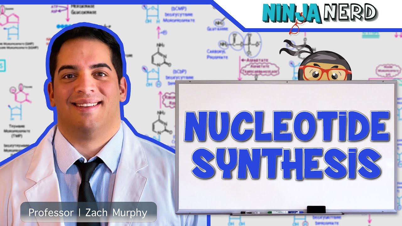 Metabolism | Nucleotide Synthesis | Purine & Pyrimidine Synthesis