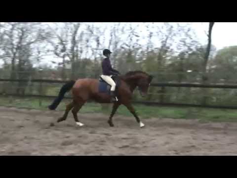 Halbbruder zu Kat.Nr.3 und 16 (hier 5-jährig)