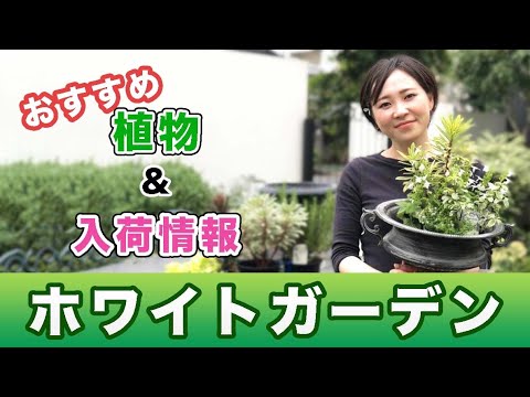 ホワイトフォレストアスター 植物