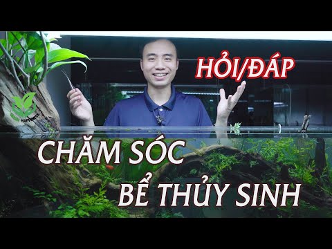 Hỏi/đáp: Thay nước, chăm sóc bể thuỷ sinh