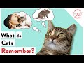 What Do Cats Remember?