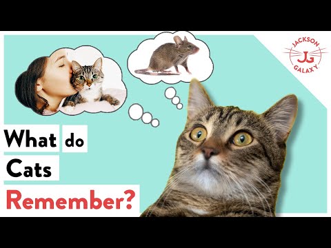 Do Cats Have a Good Memory?