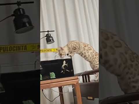 kucing lucu #cat #cute #kucinglucu