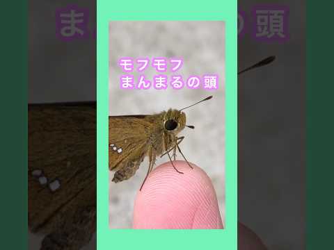 庭に蝶を引き寄せる方法 自然環境を作る 健康的な環境