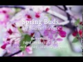 SPRING BUDS