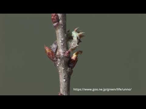 カギシロスジエダシャク幼虫の擬態