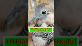 Download lagu 3 Pertanda Baik Perkutut Datang Ke Rumah #shorts #perkutut #burung #burungperkutut #perkututlokal mp3