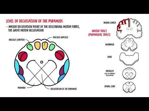 Anatomie der Medulla oblongata