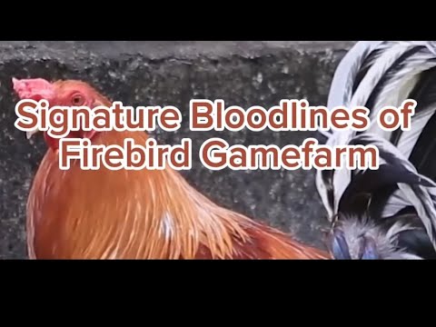 Gaganda ng signature bloodlines ng Firebird Gamefarm | CTTO