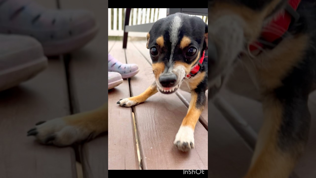 Enlarge Blanche , a ADOPTABLE mixed breed in Washington, DC video 6/6