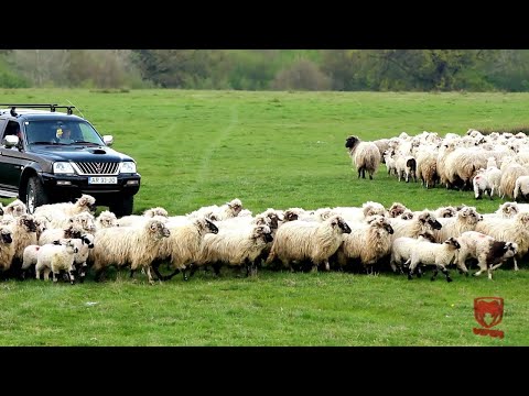 Calin Crisan - Sunt cioban, dar sunt si domn (NOU 2013)