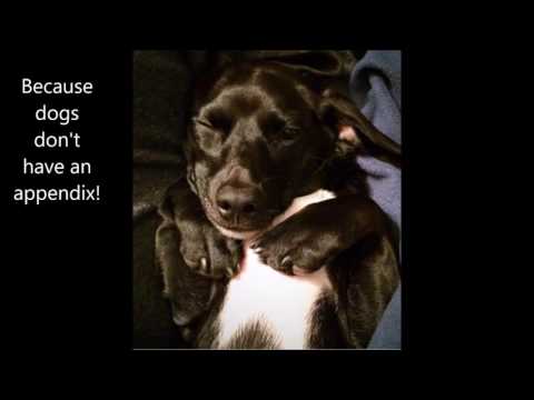 Do Dogs Have A Appendix