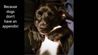 Can dogs get appendicitis