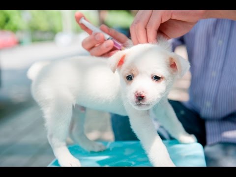 What Is the Recommended Rabies Vaccination Schedule for Puppies?