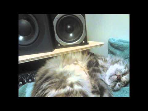 CHRIS DOVER Guitar SONG SNIPPET 'FORGE'