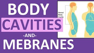 Body Cavities and Membranes