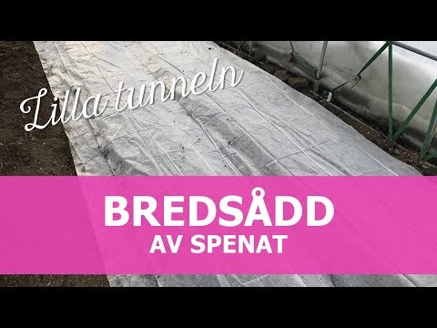 Bredsådd av spenat i tunnelväxthus