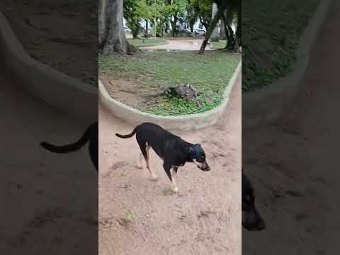 Jardim  na cidade de Valença  RJ
