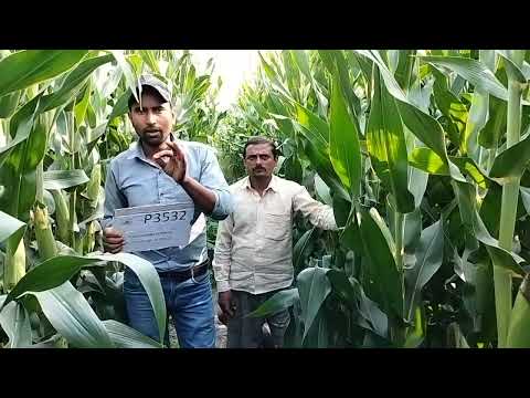 NEW HYBRID- P 3532 जबरदस्त भुट्टा