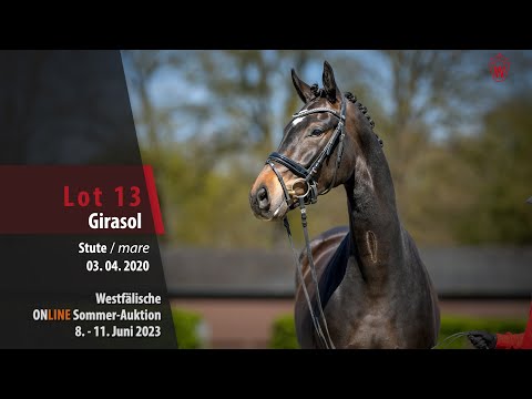 Sommer-Auktion Lot 13 Girasol Stute v. Global Player - Dancier