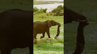 When a Mother Elephant Refuses to Surrender