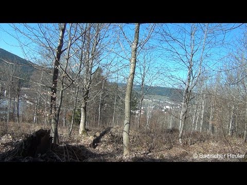 Sirenenprobe Neustadt | E57 | 30.03.19