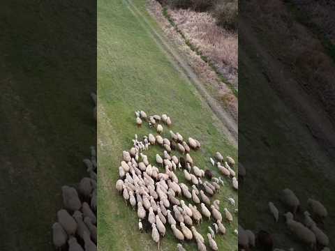 animal funny video #dog #love #pets #mahishorts #puppy #doglover #gulzar  #YouTube shorts video