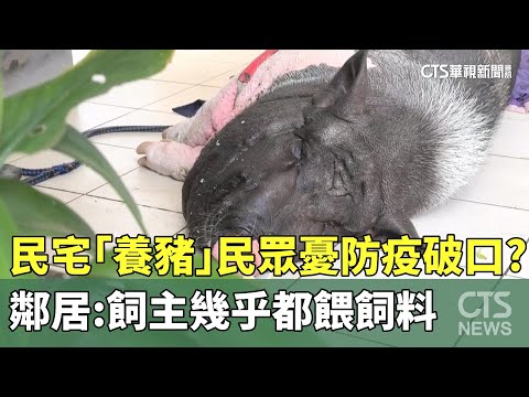 民宅「養豬」民眾憂防疫破口？　鄰居：飼主幾乎都餵飼料