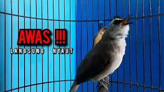 Download lagu trucukan gacor TARUNG ROPEL PANJANG pancingan trucukan agar bunyi jadikan burung trucuk gacor NYAUT mp3