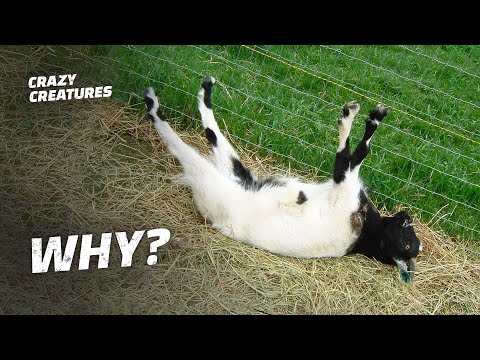 Why Are These Goats Always Fainting?
