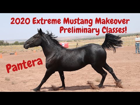 Preliminary Classes for Pantera, 2020 California Extreme Mustang Makeover