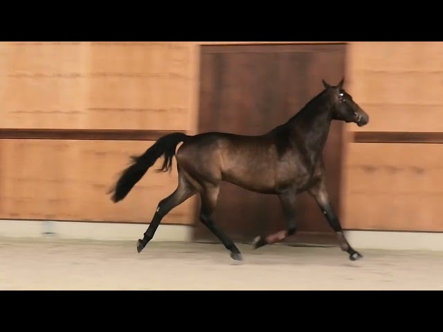 gaits