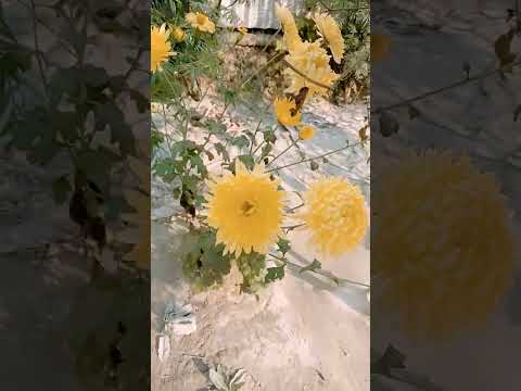 chandramollika  Ami lagiyechhi