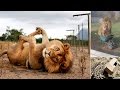 Top 10 Big Cats Who Think They Re Little Cats