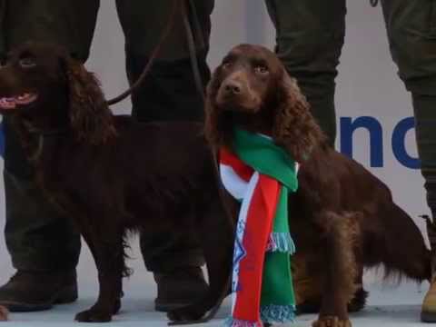 COPPA EUROPA SPANIEL 2015