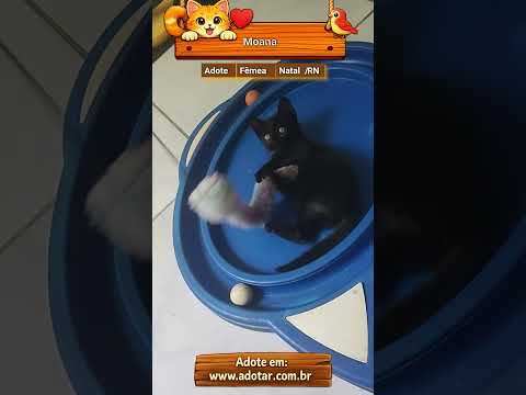 Vídeo de Moana