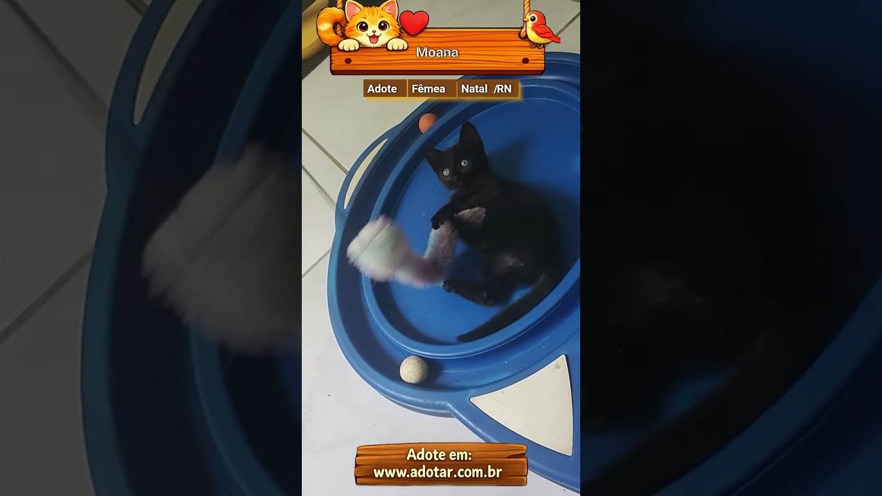 Gato raça SRD-ViraLata idade 2 a 6 meses nome Moana