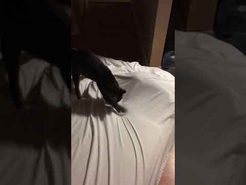 Cat pawing at bed sheet