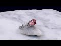 video - Twisted Leaf Engagement Ring In White Gold
