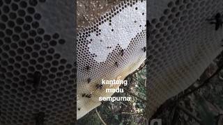 Download lagu SANGAT SEMPURNA LEBAH RAJIN#shorts #shortvideo #apisdorsata mp3