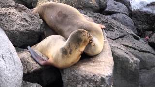 preview picture of video 'Sea Lions in Puerto Baquerizo Moreno, San Cristobal, Galapagos'
