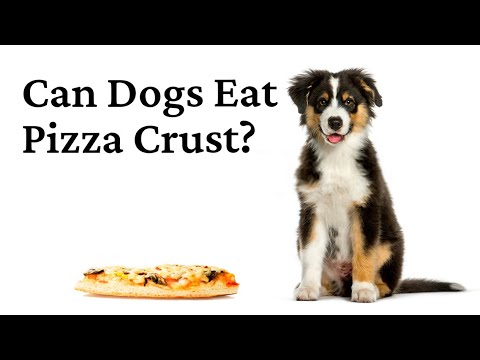 Can Dogs Eat Pizza Crust - The Doggy Care