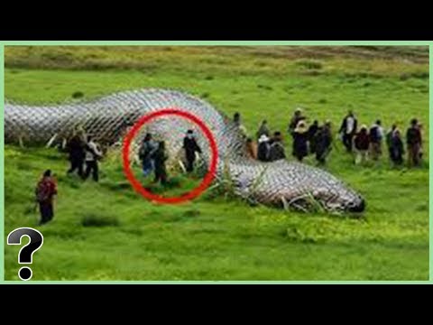 What If The Gigantophis Snake Didn't Go Extinct?