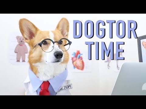 CUTEST DOCTOR - Topi the Corgi