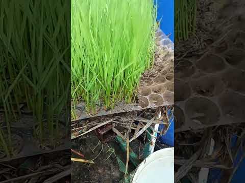 เพาะเมล็ดพันธุ์ข้าวเอาไว้ #ซ่อมข้าว